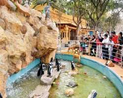 The penguin park section is gaining a wide range of tourist attraction in the park The penguin park section is gaining a wide range of tourist attraction in the park.